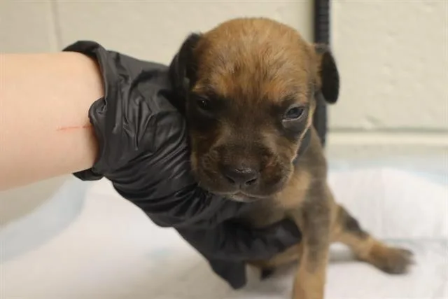 A baby small-sized male Mixed Breed dog named Gerbil for adoption in Columbia, SC