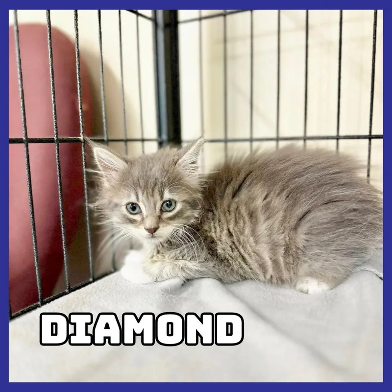 A baby small-sized male Domestic Medium Hair cat named Diamond for adoption in Glenwood, MN