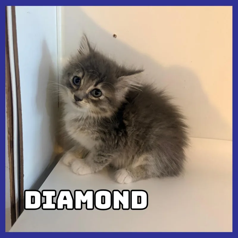 Diamond thumbnail 2