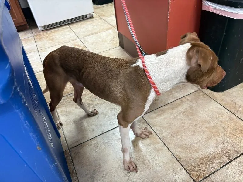 An adult medium-sized male White / Cream Mixed Breed dog named Oats for adoption in Cincinnati, OH