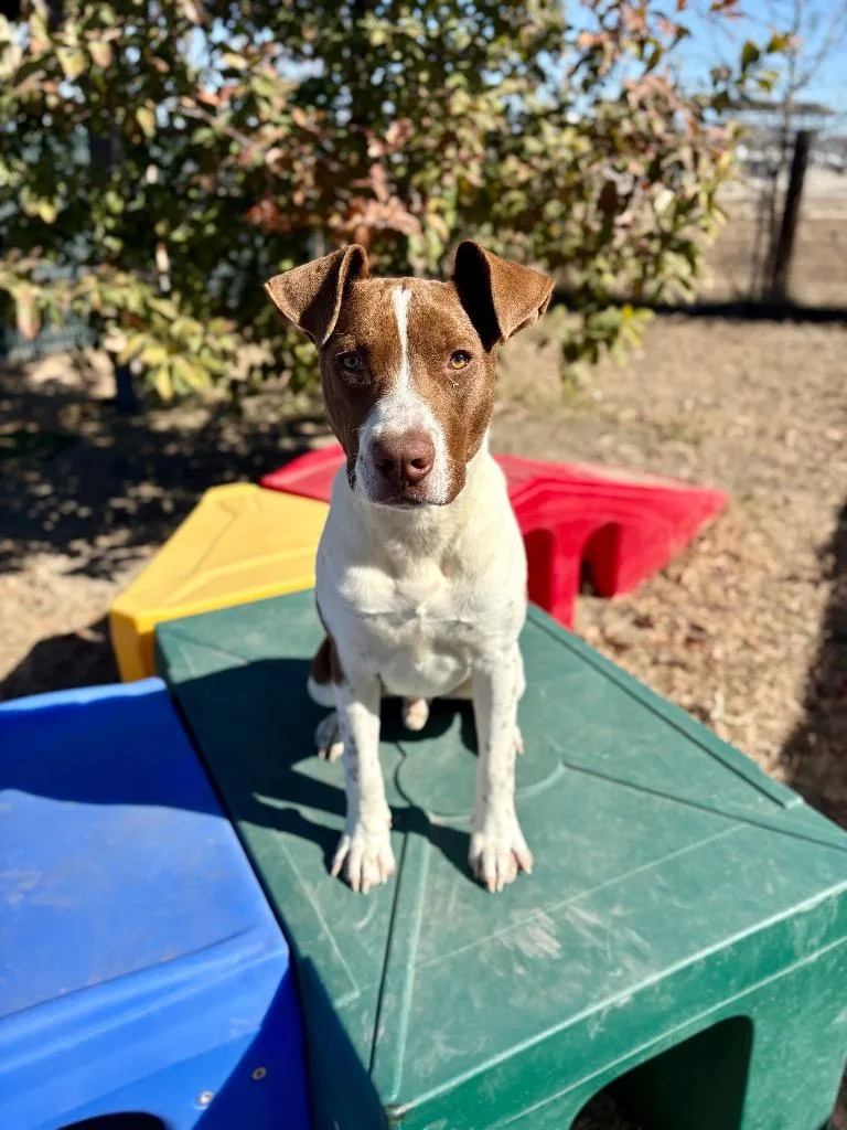 A baby medium-sized male American Staffordshire Terrier dog named Luckie for adoption in New Braunfels, TX