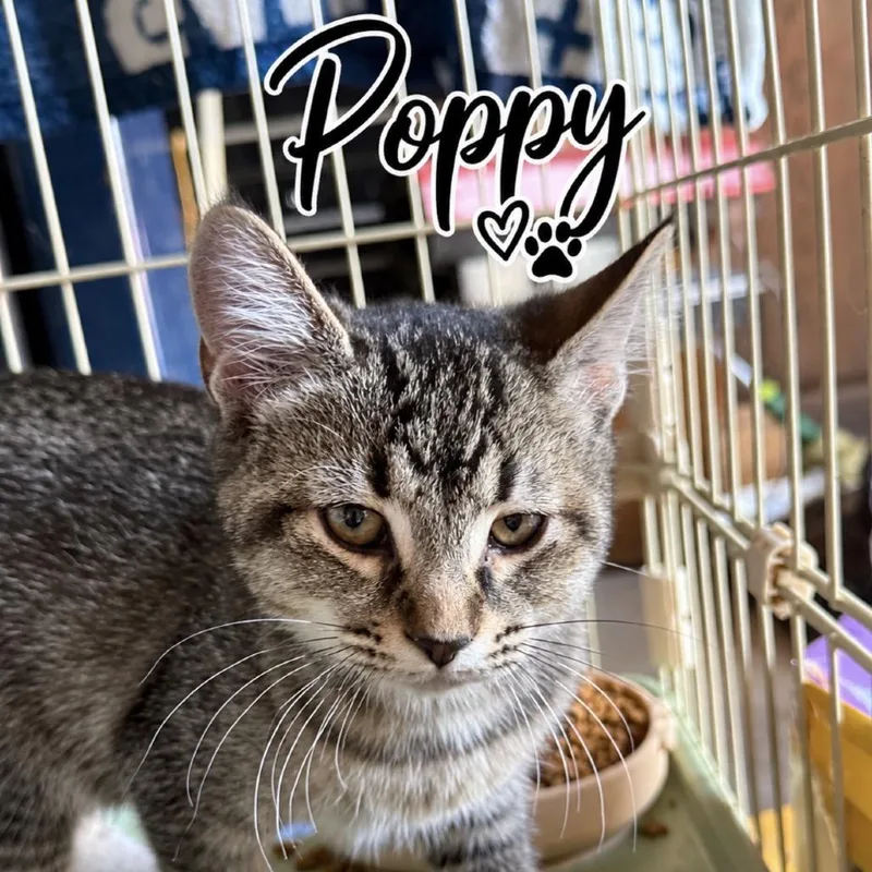 A baby small-sized female Gray / Blue / Silver Domestic Short Hair cat named Poppy for adoption in Lancaster, OH