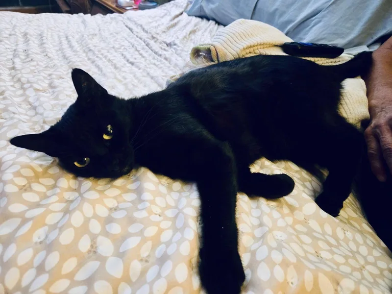 An adult medium-sized female Black Domestic Short Hair cat named Kiwi for adoption in Riverside, CA