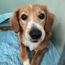 A young small-sized female Apricot / Beige Cavalier King Charles Spaniel dog named Waffle Cone for adoption in Jersey City, NJ