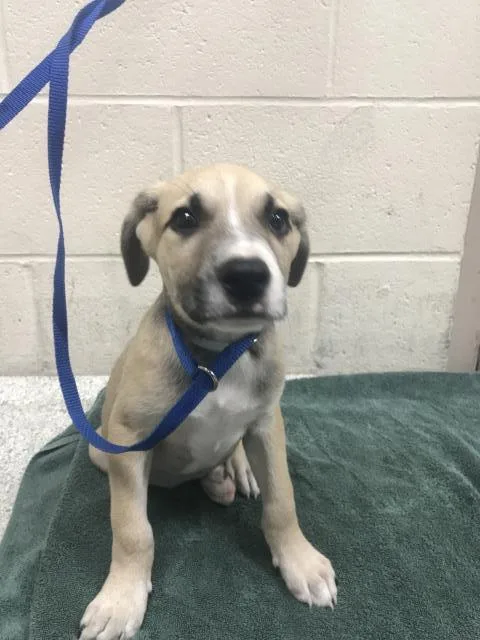 A baby small-sized male German Shepherd Dog dog named Maverick for adoption in Conroe, TX