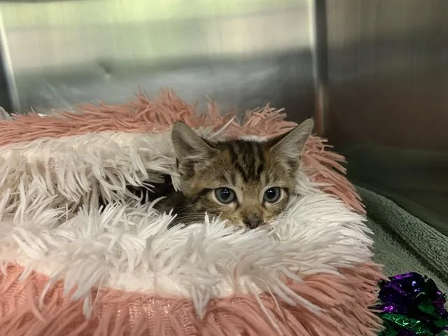 A baby small-sized male Domestic Short Hair cat named Luke for adoption in Grand Prairie, TX