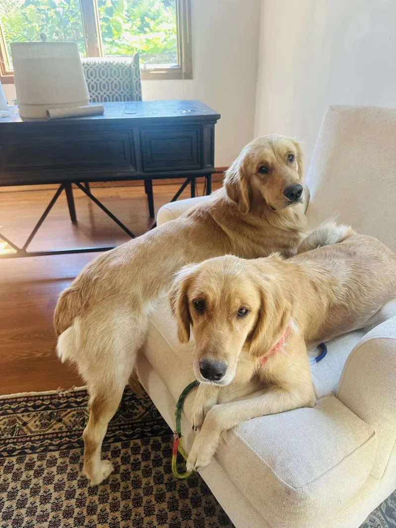 An adult medium-sized female Golden Retriever dog named Lucy for adoption in Oregon, WI