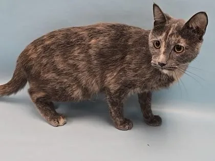 An adult small-sized female Domestic Short Hair cat named Pudding for adoption in Coon Rapids, MN