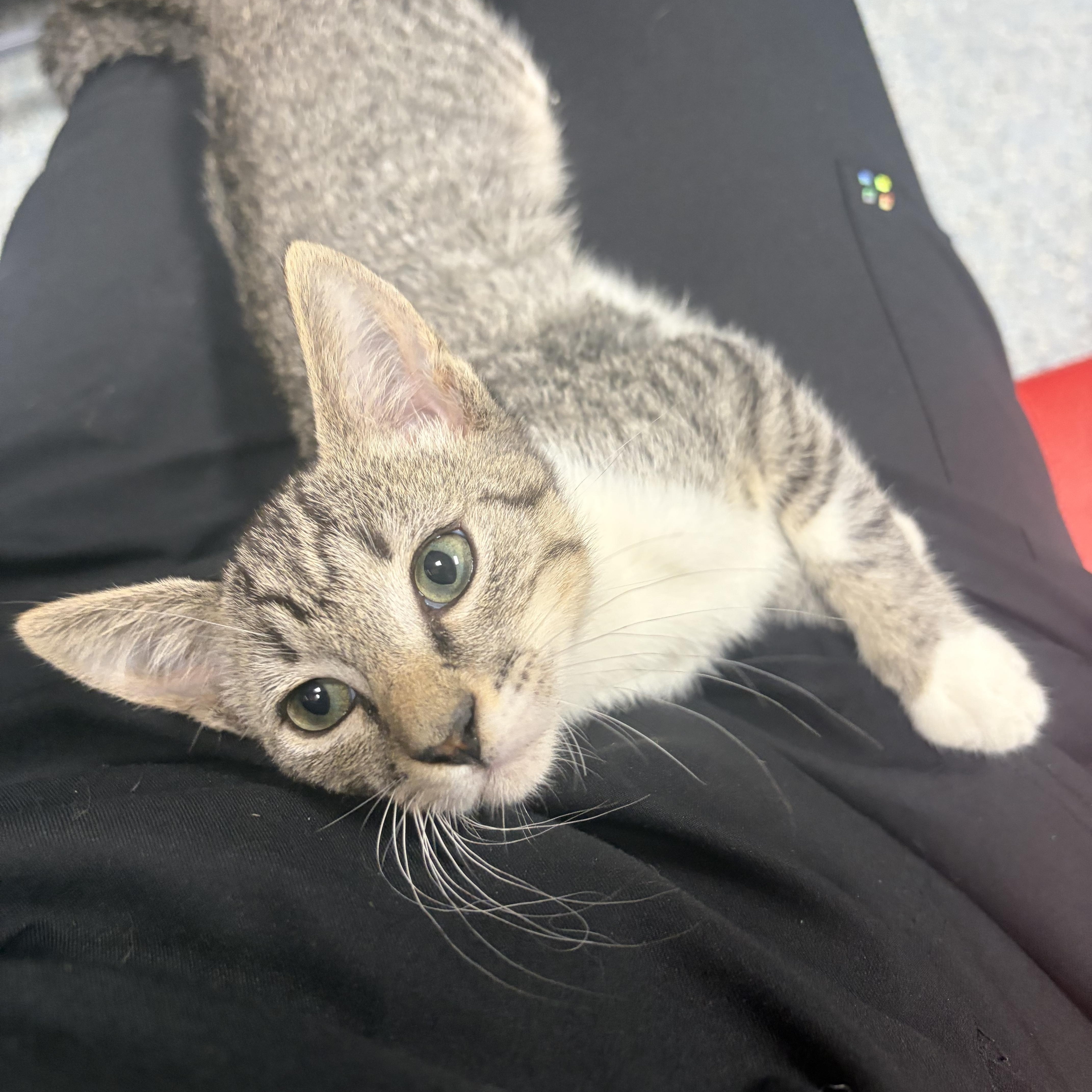 A baby medium-sized female Tabby (Gray / Blue / Silver) Domestic Short Hair cat named Ravenclaw for adoption in Charleston, SC