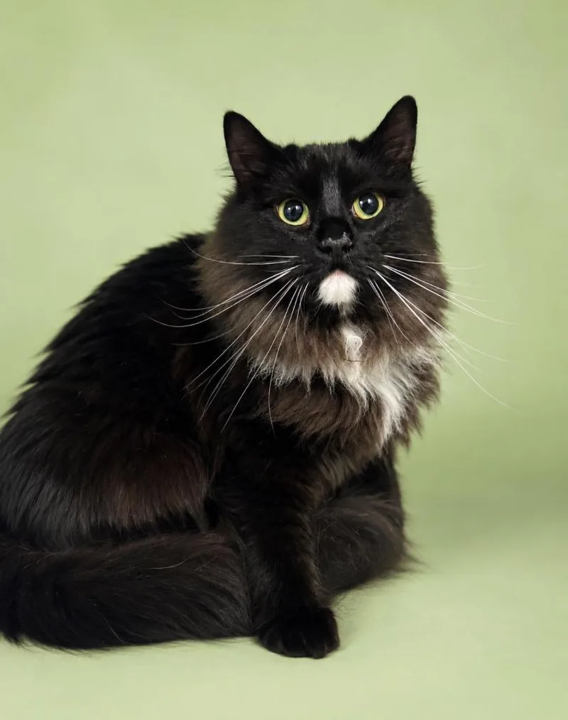 A young medium-sized female Domestic Medium Hair cat named Princess Doughnut for adoption in Rock Springs, WY