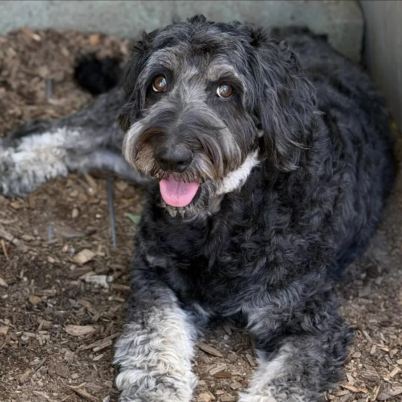 An adult medium-sized female Black Aussiedoodle dog named Lottie for adoption in Santa Rosa, CA