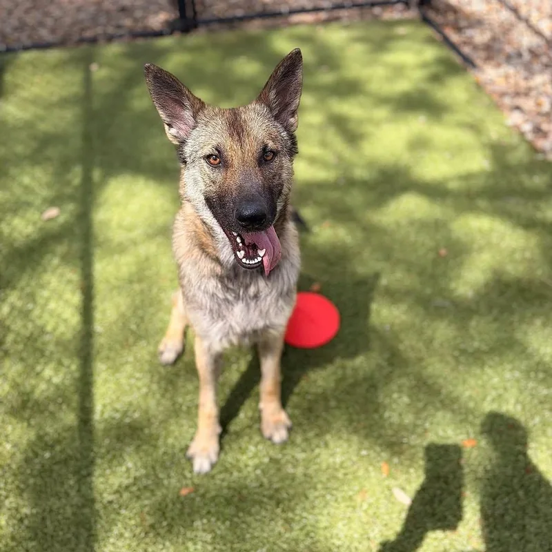 A young large-sized female Terrier dog named Maya for adoption in Hilton Head Island, SC