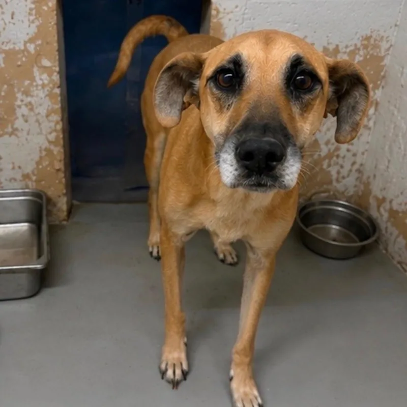 An adult medium-sized female Shepherd dog named Lacy for adoption in Blue Springs, MO
