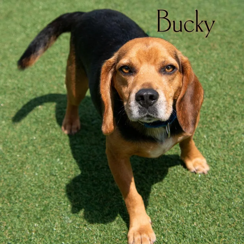 Bucky