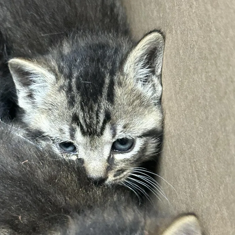 A baby small-sized male Gray / Blue / Silver Domestic Short Hair cat named Dean for adoption in Newark, NJ