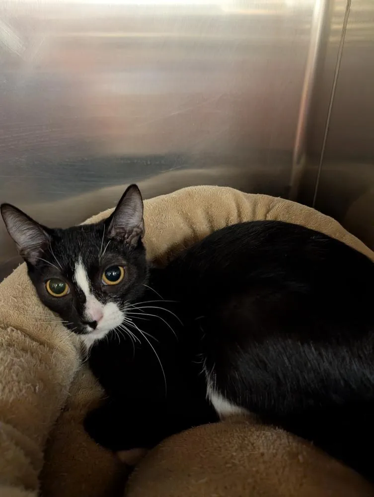 A baby small-sized male Black & White / Tuxedo Domestic Short Hair cat named Crya for adoption in Tucson, AZ
