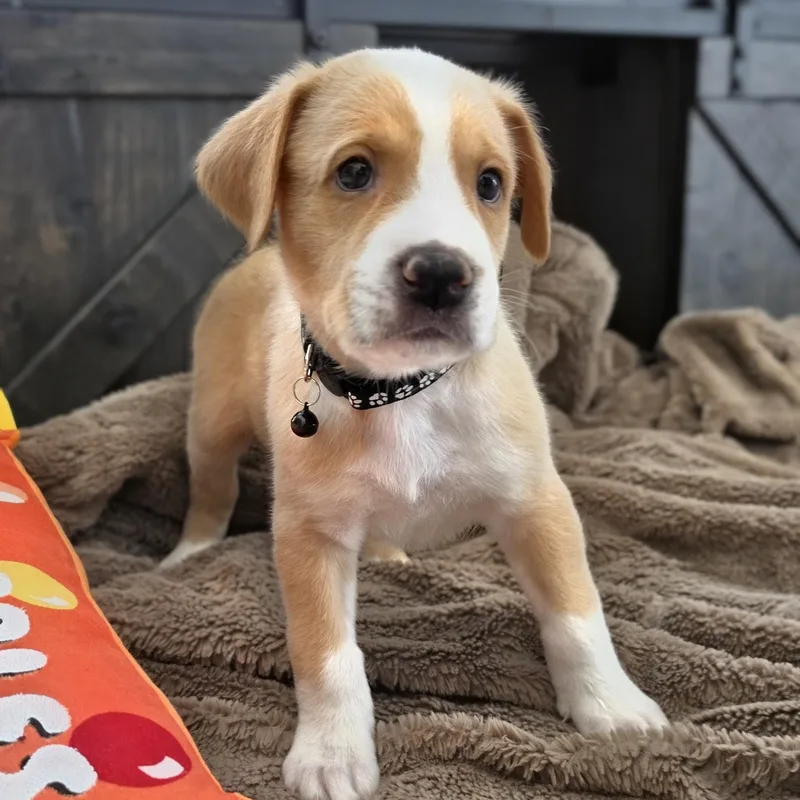 A baby medium-sized male Labrador Retriever dog named Kobe for adoption in Cleveland, TX