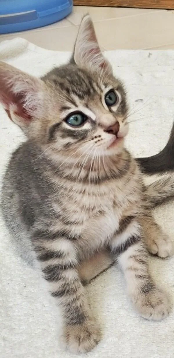 Benson
