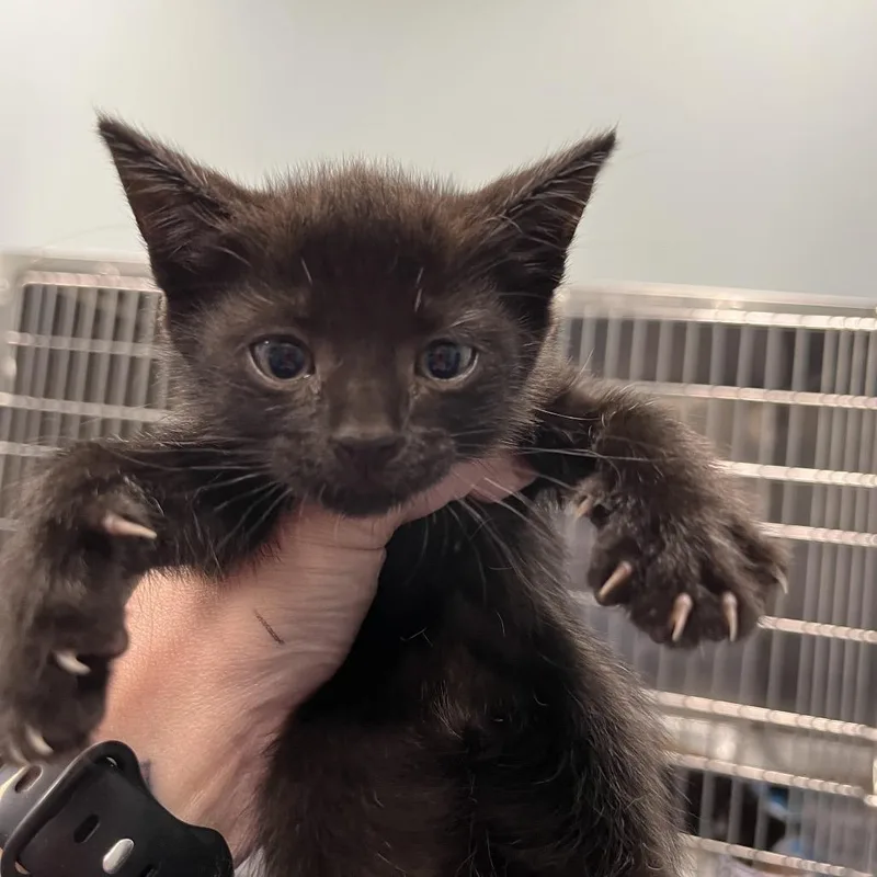 A baby small-sized female Black Domestic Short Hair cat named Hawaiian Roll for adoption in Greensboro, NC