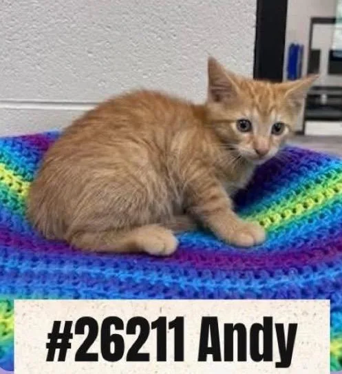 A baby large-sized male Domestic Short Hair cat named Andy for adoption in Dalton, GA