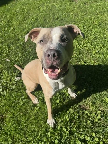 An adult large-sized female Pit Bull Terrier dog named Trio for adoption in Scotia, NY