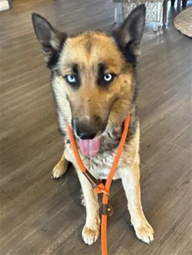 An adult large-sized male German Shepherd Dog dog named Lennox for adoption in Mesa, AZ