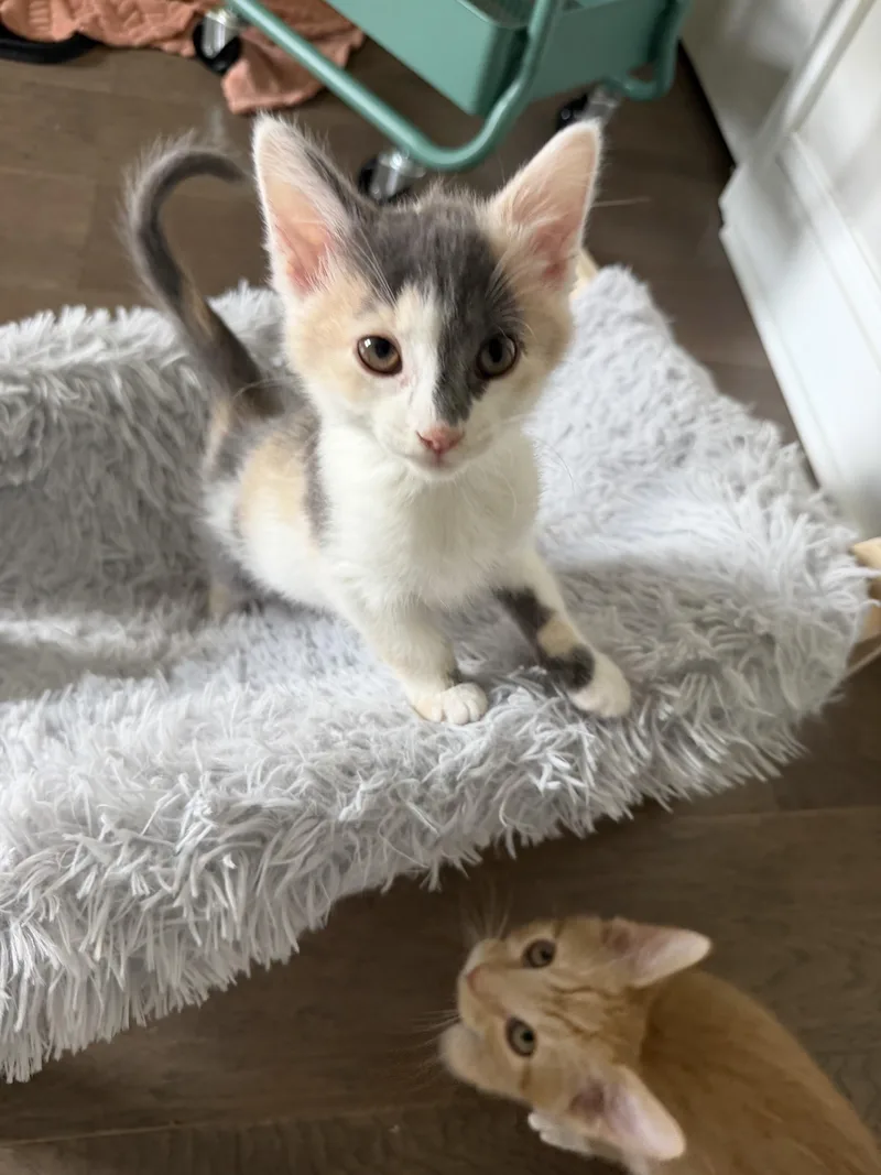 A baby medium-sized female Dilute Calico Domestic Short Hair cat named Princess Fluffernutter for adoption in Seymour, TN