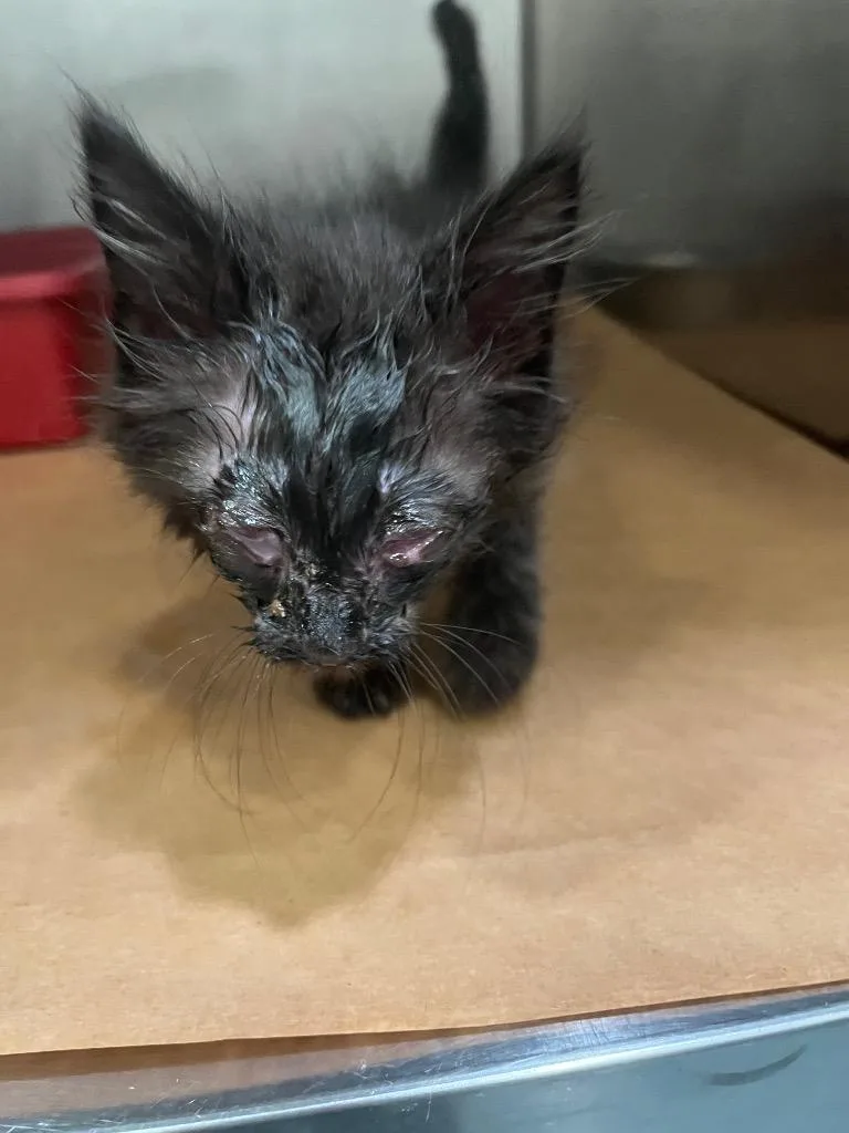 A baby large-sized female Domestic Short Hair cat named Cookie for adoption in Cartersville , GA