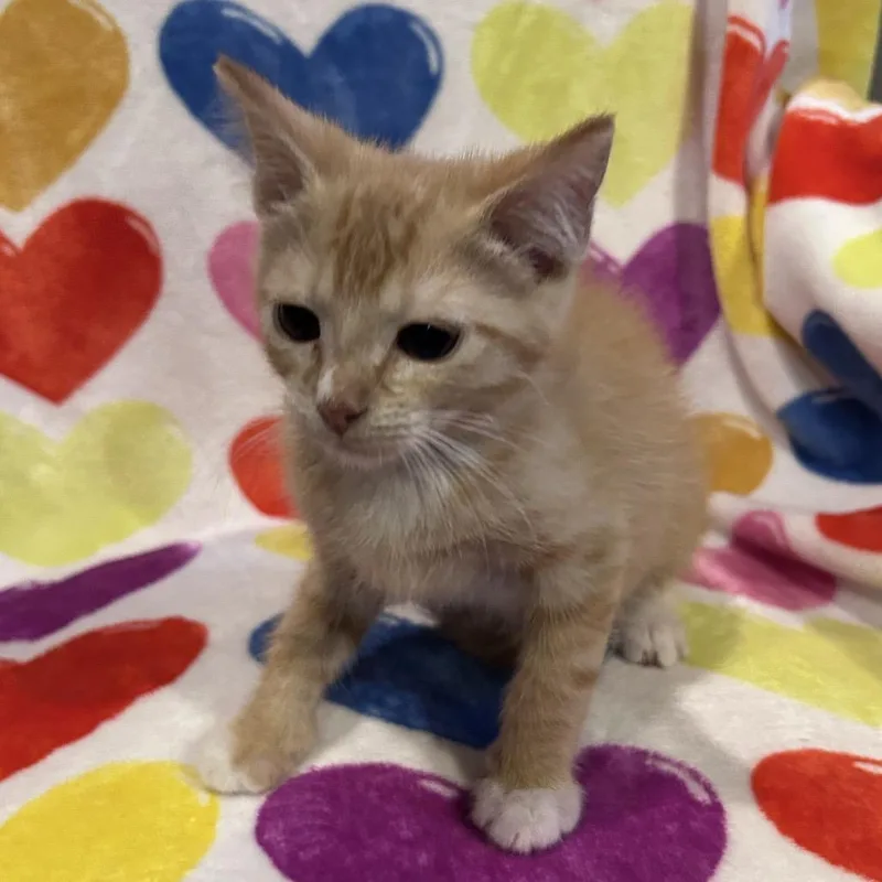 A baby small-sized female Orange / Red Domestic Short Hair cat named Boots for adoption in Bastrop, TX
