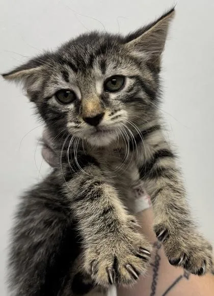 A baby small-sized female Domestic Short Hair cat named Eleanor for adoption in West Chester, PA