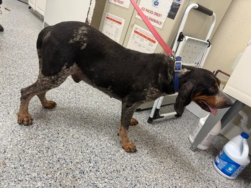 An adult medium-sized male English Coonhound dog named Travis for adoption in Burgaw, NC