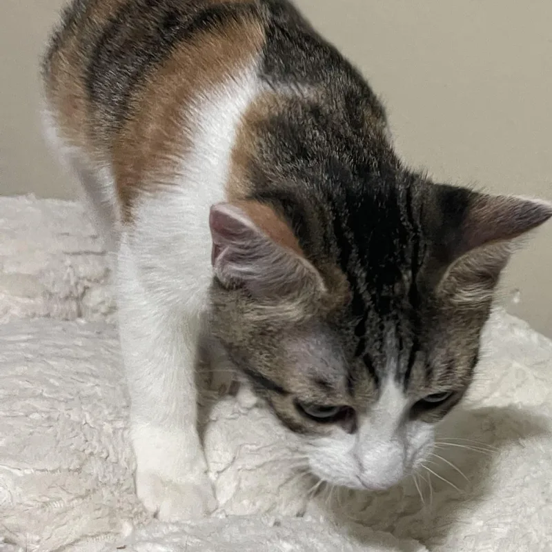 A baby small-sized female Tabby (Orange / Red) Domestic Short Hair cat named Lara for adoption in Liverpool, TX