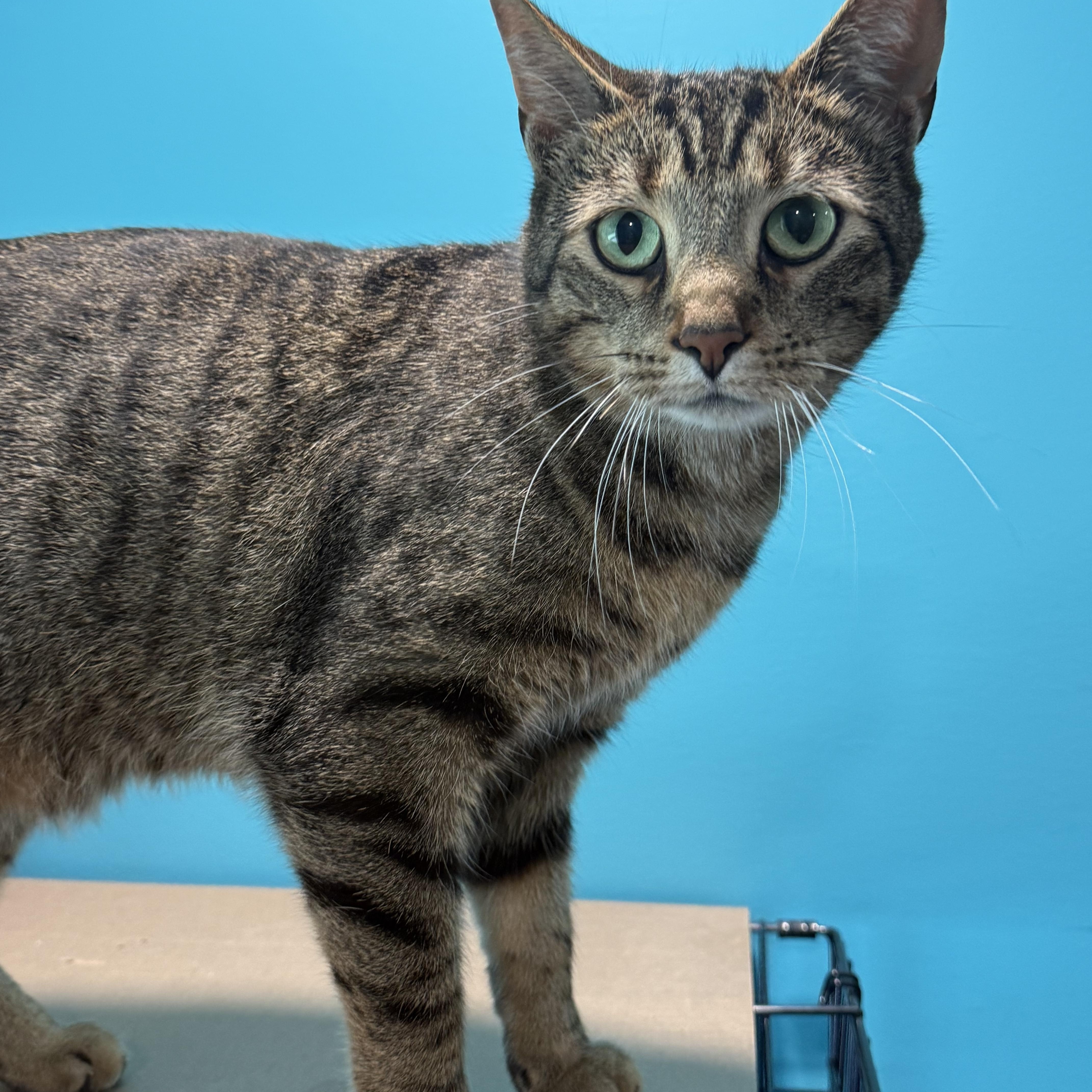 An adult medium-sized male Domestic Short Hair cat named Coco for adoption in Frewsburg, NY