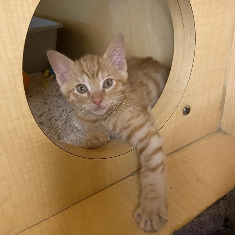 A baby small-sized male Orange / Red Domestic Short Hair cat named Hard Boil for adoption in Washington Township, OH