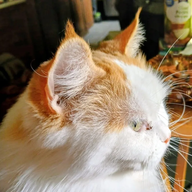 An adult small-sized female Persian cat named Mia C for adoption in Princeton, MN