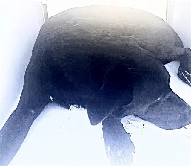 A young large-sized female Labrador Retriever dog named Maddie for adoption in Houston, TX