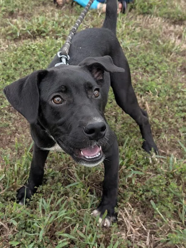 A baby medium-sized female Black Labrador Retriever dog named Dixie for adoption in Marshall, AR