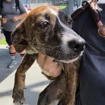 A baby small-sized female Brown / Chocolate Hound dog named Sun for adoption in East Hanover, NJ