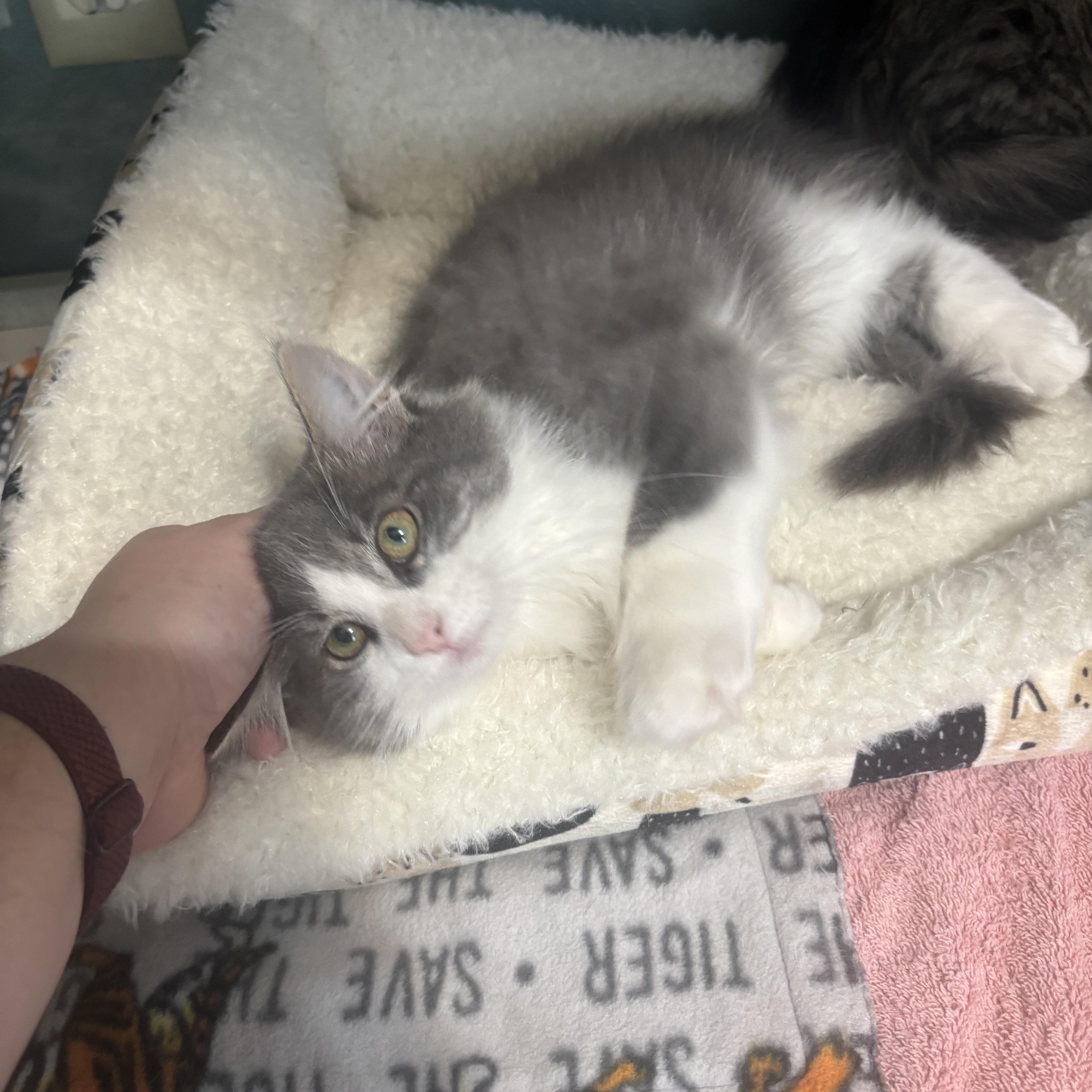 A baby small-sized male Gray & White Domestic Medium Hair cat named Chauncy for adoption in Hutchinson, MN