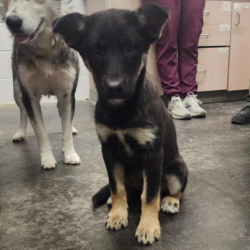 A baby small-sized female Black Husky dog named Ember for adoption in Evensville, TN