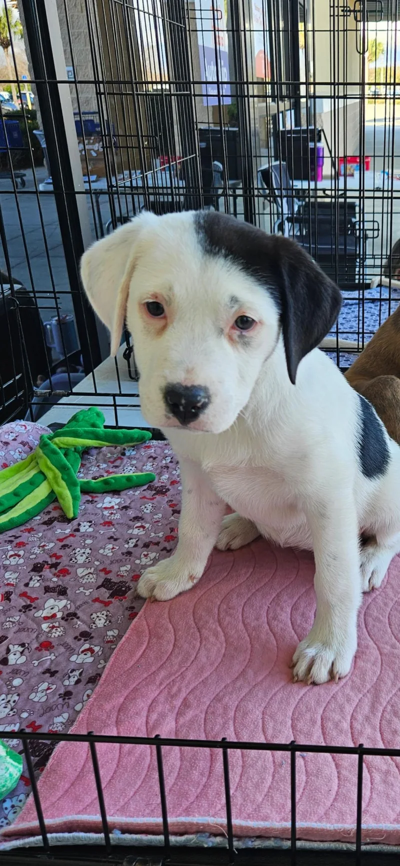 Marty Litter thumbnail 2