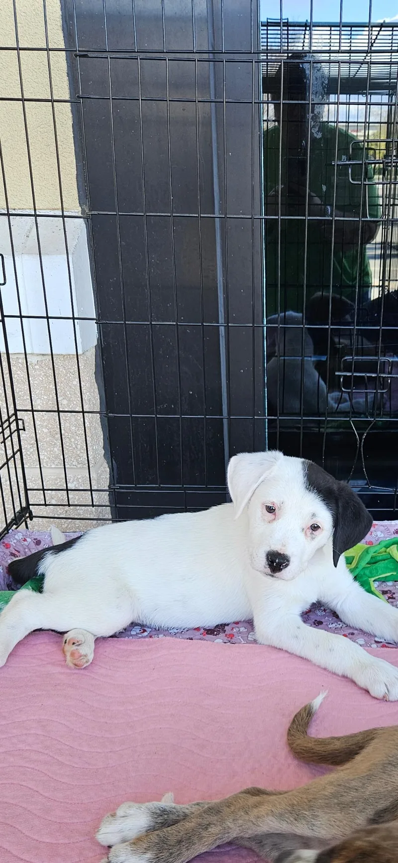 Marty Litter thumbnail 4