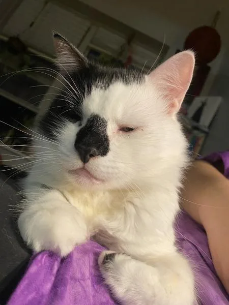 A young medium-sized male Domestic Short Hair cat named Zuco for adoption in New York, NY