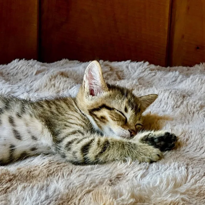 A baby medium-sized male Tabby (Brown / Chocolate) Domestic Short Hair cat named Twinkie for adoption in Battle Creek, MI