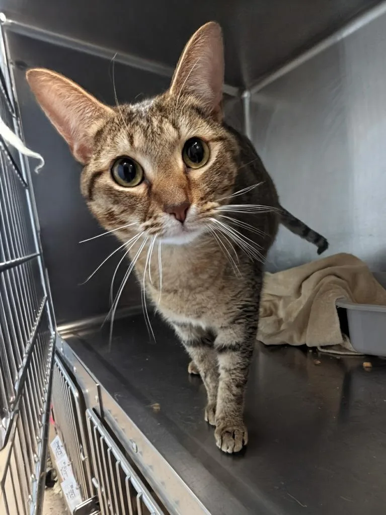 A young small-sized female Domestic Short Hair cat named Tamela for adoption in Little Rock, AR