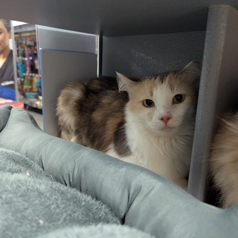 An adult small-sized female Calico Domestic Medium Hair cat named Dahlia for adoption in Canton, NC