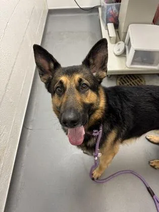 An adult large-sized male German Shepherd Dog dog named Saint for adoption in Seattle, WA