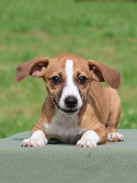 A baby small-sized female Mixed Breed dog named Dani for adoption in Columbia, TN