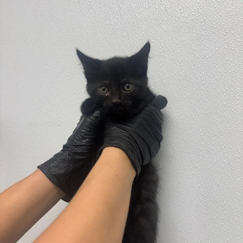 A baby small-sized male Black Domestic Short Hair cat named Shrink for adoption in Abilene, TX