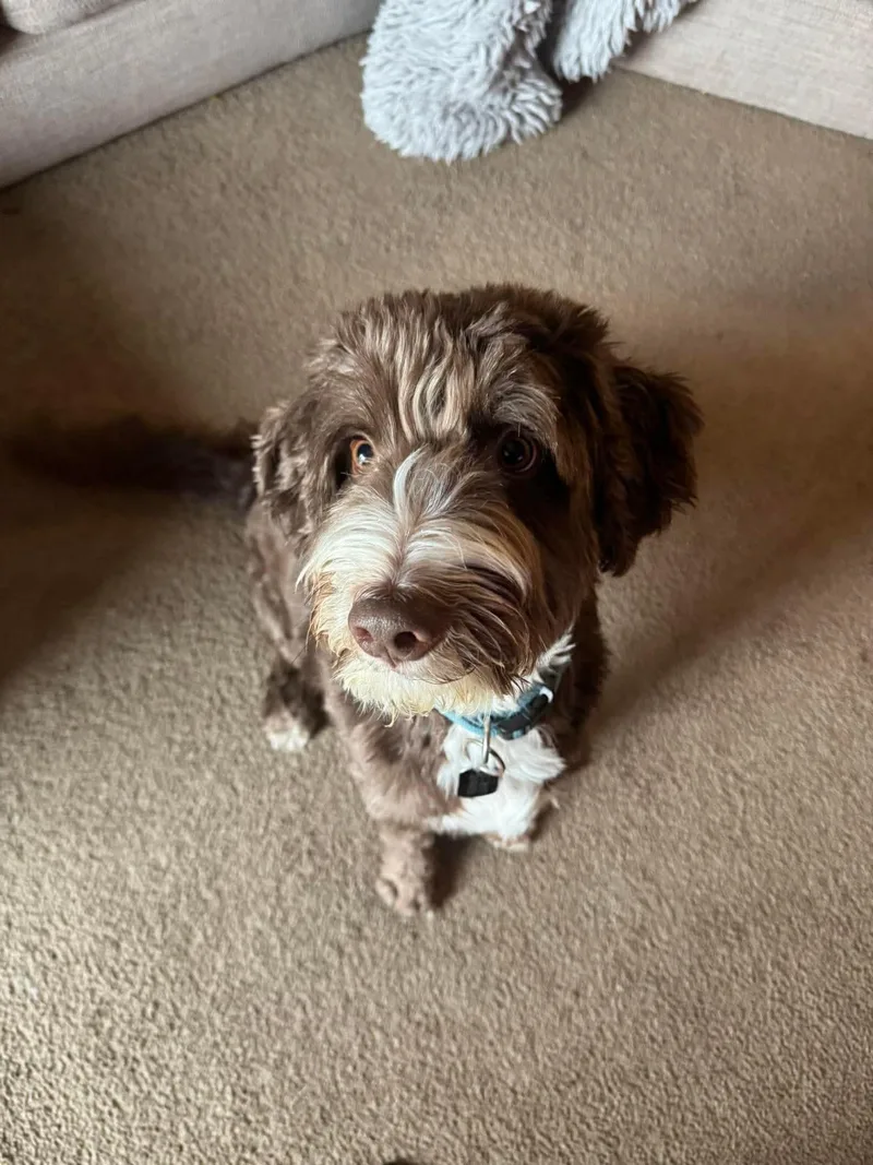 An adult medium-sized male Gray / Blue / Silver Poodle dog named Henry for adoption in Plummer, ID